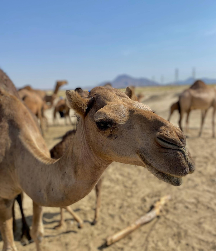 Hudaibiyah  — Ferme de chameaux